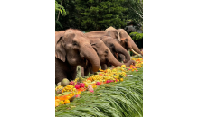 云南直飛西雙版納溫泉五日游